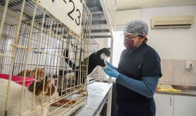 Muratpaşa'da 2021 yılında 368 hayvan sahiplendirildi