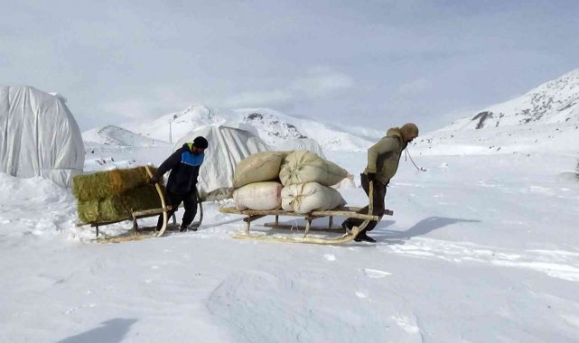 Muş'ta besicilerin çetin kış mevsiminde kızaklarla zorlu mesaisi