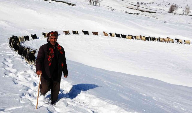 Muş&#039;ta besicilerin hayvanlarıyla kar üzerindeki 6 kilometrelik zorlu yolculuğu