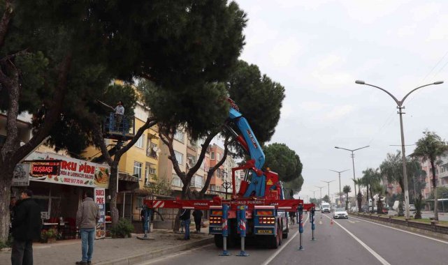 Nazilli'de budanan ağaçlar ihtiyaç sahiplerine yakacak oluyor