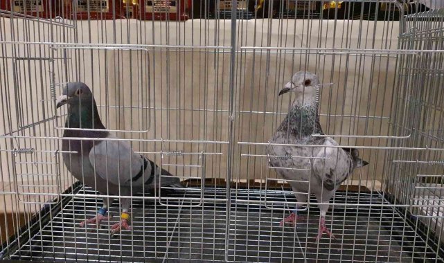 Nazilli'de Posta Güvercini Yarışmaları'nda kupalar sahiplerini buldu