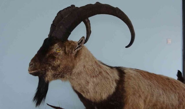 Nesli tehlike altında olan yaban hayvanları mumyalanıyor