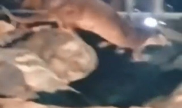 Nesli tükenme tehlikesi altındaki su samurları ailesi görüntülendi