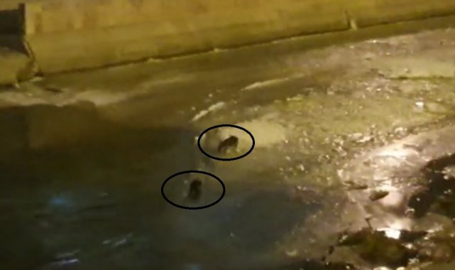 Nesli tükenmekte olan su samurları Çoruh Nehrinde görüldü