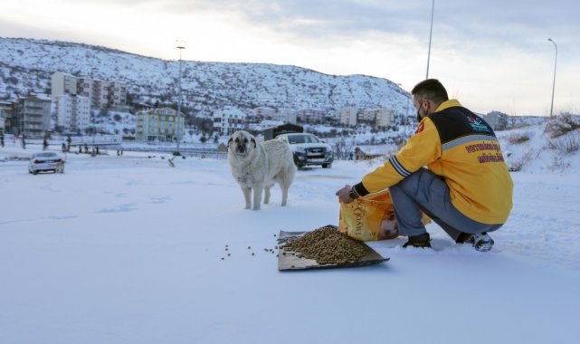 Nevşehir Belediyesi sokak hayvanlarına mama bıraktı