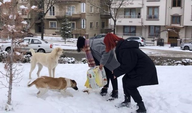 NEVÜ öğrencileri yeni doğum yapan köpeğe ve yavrularına sahip çıktı