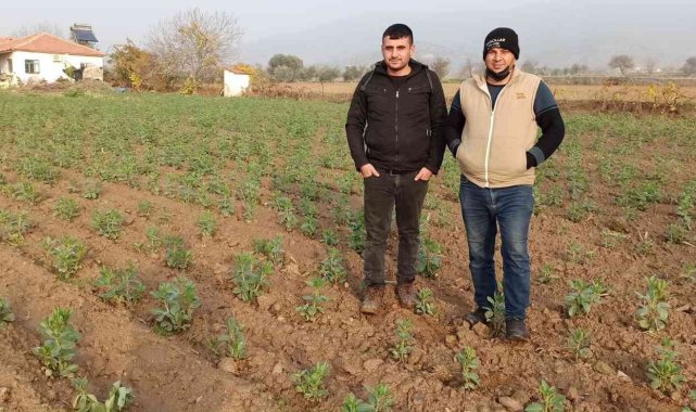 Ödemiş'te bakla ve bezelye ekiminde son günler