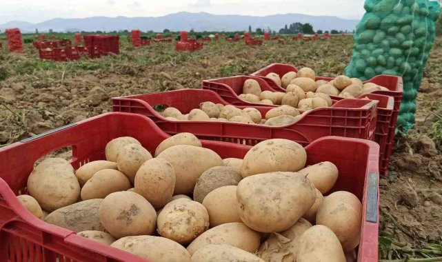 Ödemiş&#039;te kış patatesi hasadı başladı