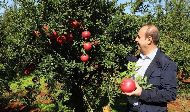 Oğuzeli&#039;nde bir yılda 400 ton nar işlendi
