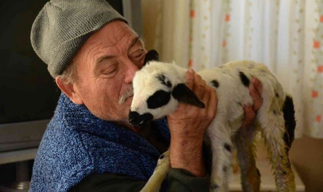 Öksüz kalan kuzuyu evlerinde biberonla besliyorlar