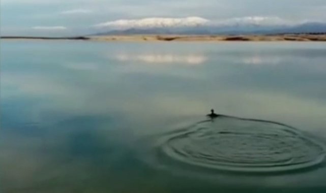 Oltaya balık yerine karabatak takıldı, vatandaş neye uğradığını şaşırdı