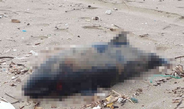 Ölü yavru yunus balığı karaya vurdu