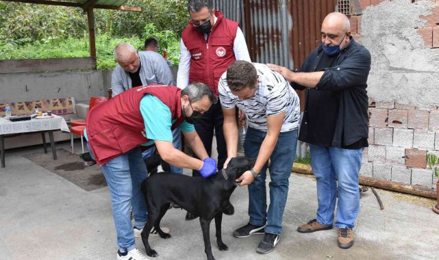Ordu&#039;da bin 152 kedi ve köpek kayıt altına alındı