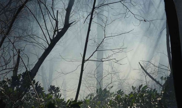 Ordu'da orman yangını