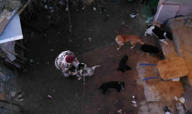 Ormana terkedilen hayvanlar havaların soğuması ile birlikte zor günler geçiriyor