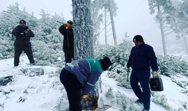 Ormanda bakım ve üretimler kar kış devam ediyor