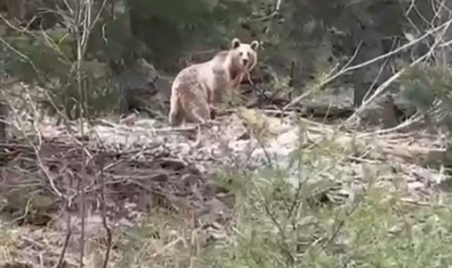 Ormanlık alanda karşılarına çıkan ayıyla neye uğradıklarını şaşırdılar