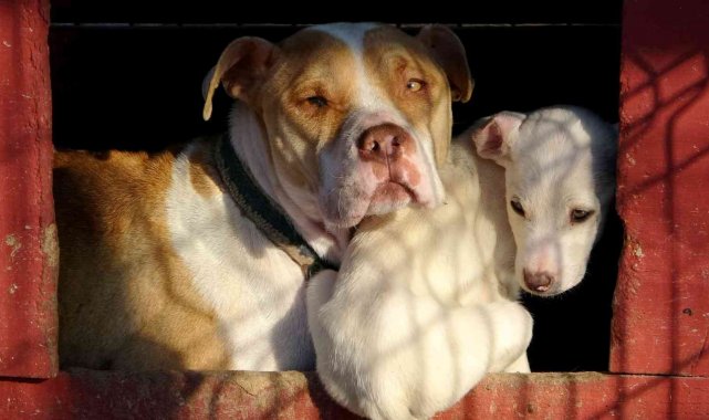 Osmaniye'de 89 yasaklı ırk köpek kayıt altına alındı