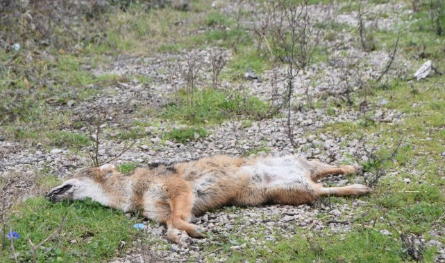 Otomobilin çarptığı çakal telef oldu