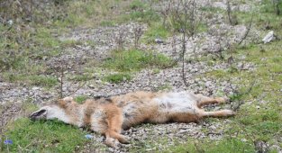 Otomobilin çarptığı çakal telef oldu