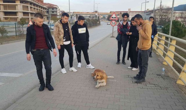 Otomobilin çarptığı köpek gençlerin sayesinde tedavi altına alındı