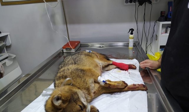 Otomobilin çarptığı tilki tedavi altına alındı