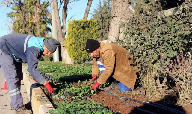 Parklara kış bitkileri dikiliyor
