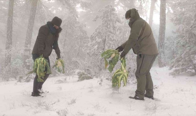Pazar artıkları yaban hayatına yem oldu