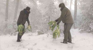 Pazar artıkları yaban hayatına yem oldu