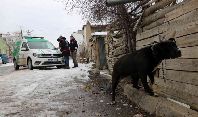 Pitbull ile sokağa çıkınca yaklaşık 15 bin TL para cezası