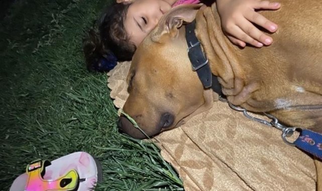 Pitbull saldırısında yaralanan Asiye'ye bir operasyon daha