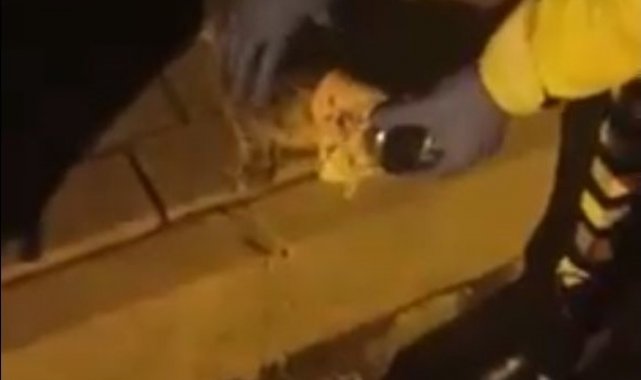 Polis ekiplerinin dikkati yavru kediyi ölmekten kurtardı