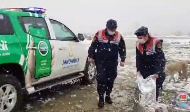 Polis ve jandarma ekipleri sokak hayvanlarını unutmadı
