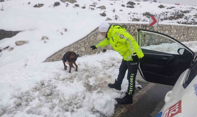 Polislerin dikkati yaralı köpeğin hayatını kurtardı