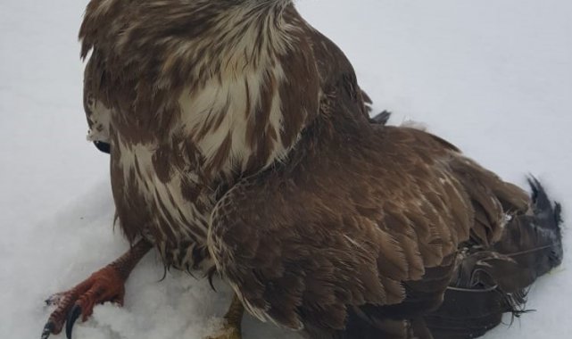 Polislerin yaralı bulduğu kızıl şahin tedaviye alındı