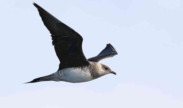 "Korsan Martı" Zonguldak semalarında görüldü
