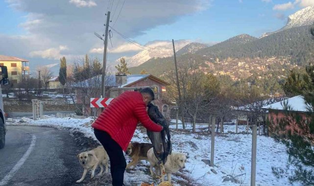 &quot;Piton döner&quot; karda aç kalan sokak köpeklerinin yanında