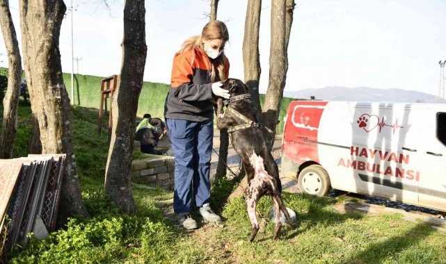"Yasaklı ırk" köpekleri terk edenler 30 bin TL ödeyecek
