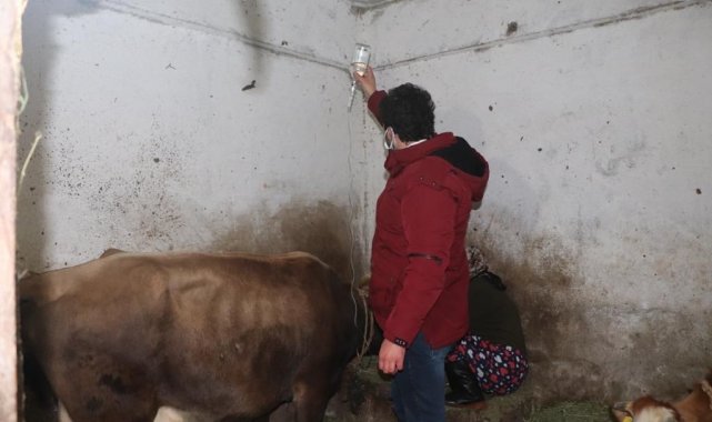 Rize'de felç geçiren inek için seferber oldular