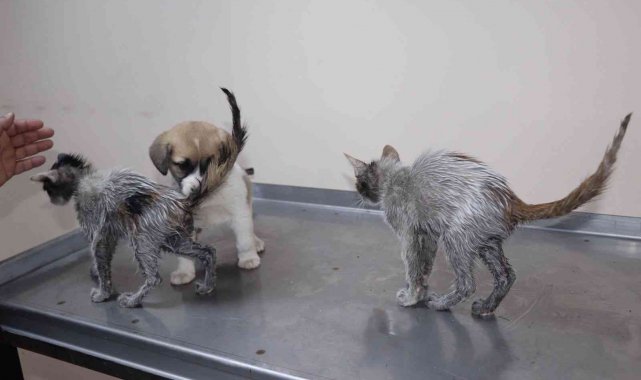 Rize'de insanlık dışı olay