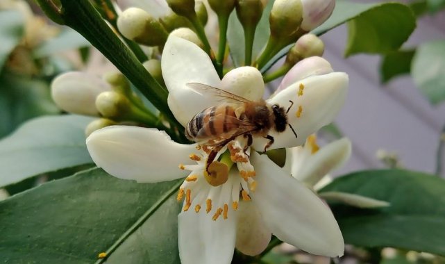 Sağlam: "Çiçek açma döneminde ilaçlama yapılmaz"