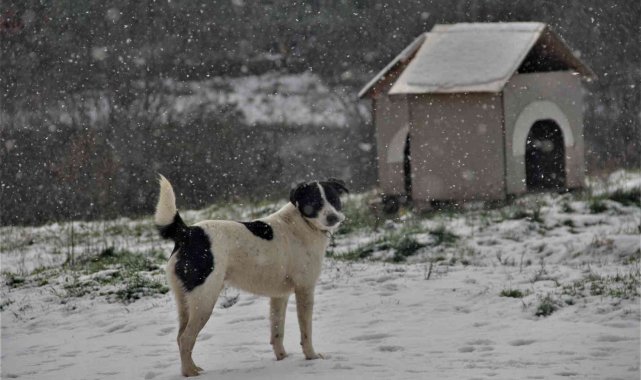 Sahibinden şiddet görmüştü artık yeni evi burası