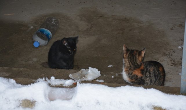 Şahinin telef ettiği anne kedinin yavrularına sahip çıktı