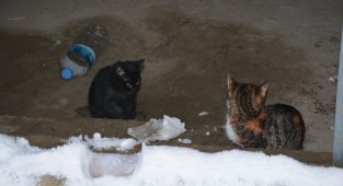 Şahinin telef ettiği anne kedinin yavrularına sahip çıktı