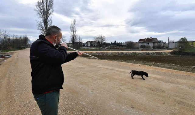 Sahipleri birer birer terk ediyor...Bursa&#039;da Pitbull operasyonu