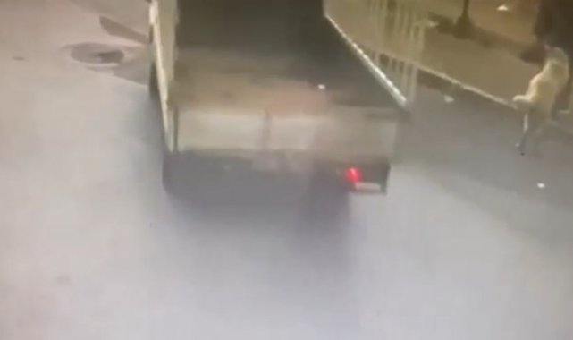 Sahipli köpeği kamyonetle çaldılar