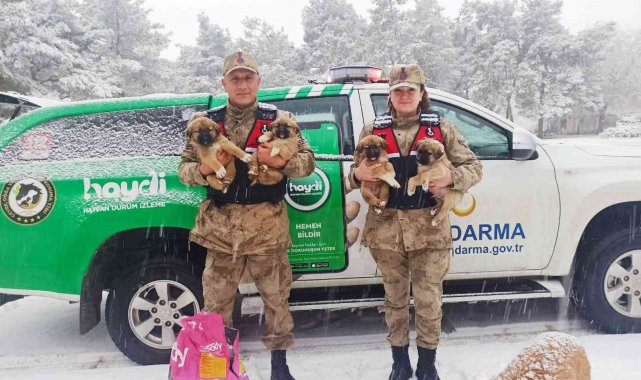 Sahipsiz bakıma muhtaç köpekler beslendi