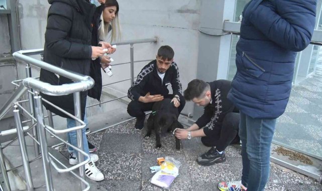 Sahipsiz pitbull köpek sokak köpeğiyle boğuştu, vatandaş seferber oldu