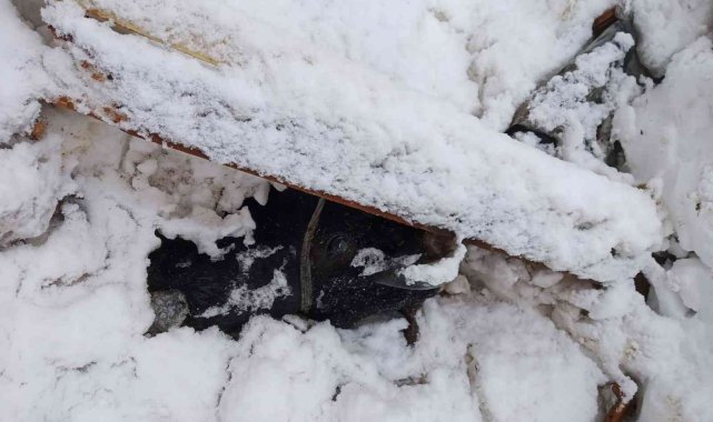 Salıpazarı'nda ahır çökmesi sonucu hayvanlar telef oldu