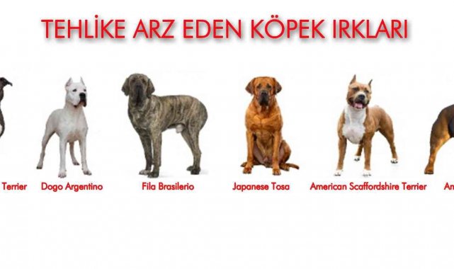 Samsun&#039;da 331 adet tehlike arz eden hayvan kayıt altına alındı